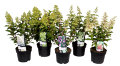 Syrinhortensia 19 cm potte